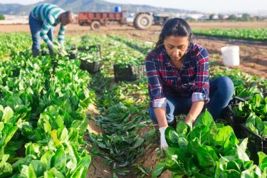 Latino woman collects crop of chard along with other workers on farm field